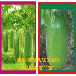 SBJEI-FRESH WAX GOURD